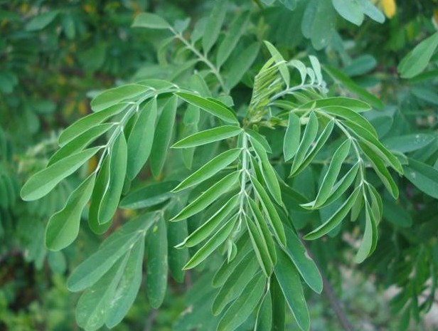 Sophora flavescens seed